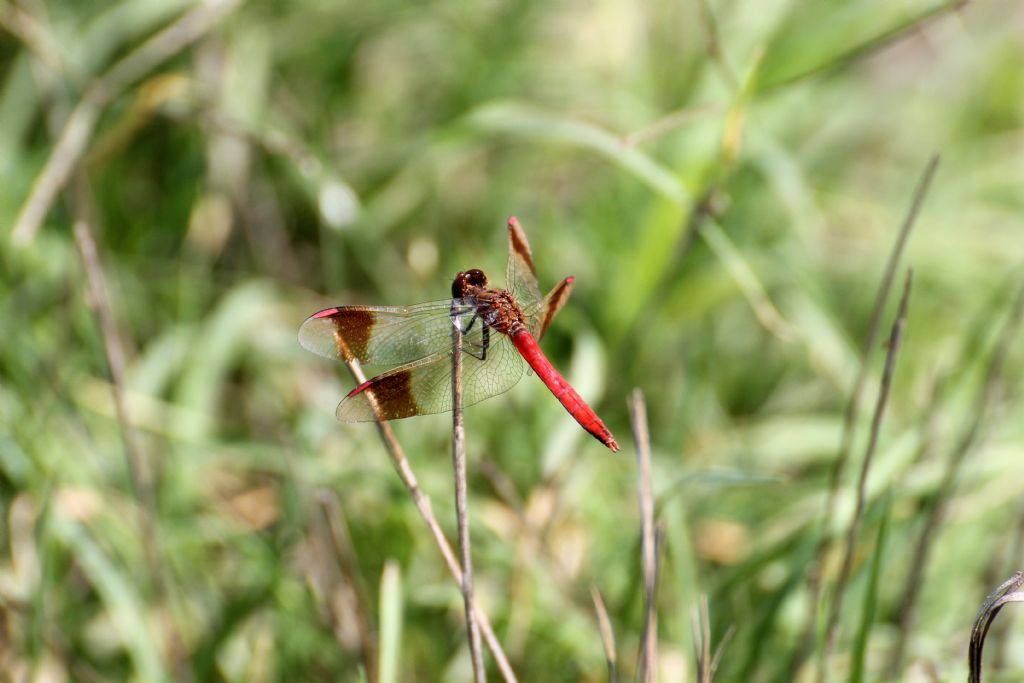 Sympetrum pedemontanum maschio